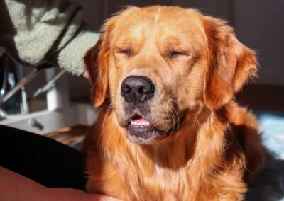 Happy der liebenswerte Golden Retriever