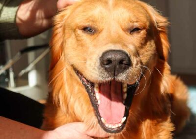 Happy, der liebenswerte Golden Retriever