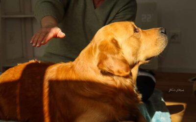 Happy der liebenswerte Goldenretriever